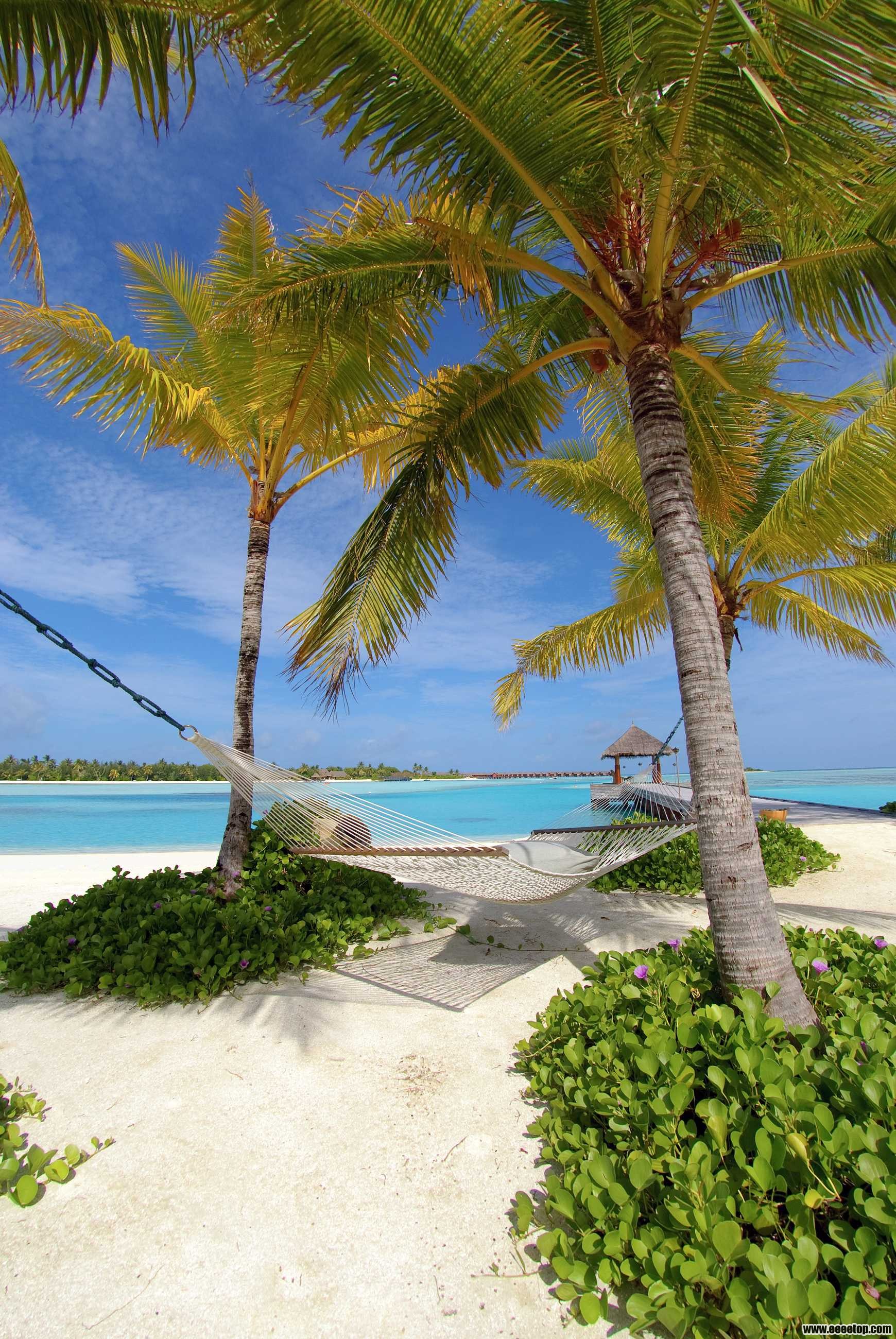 Hammocks and palm trees.jpg